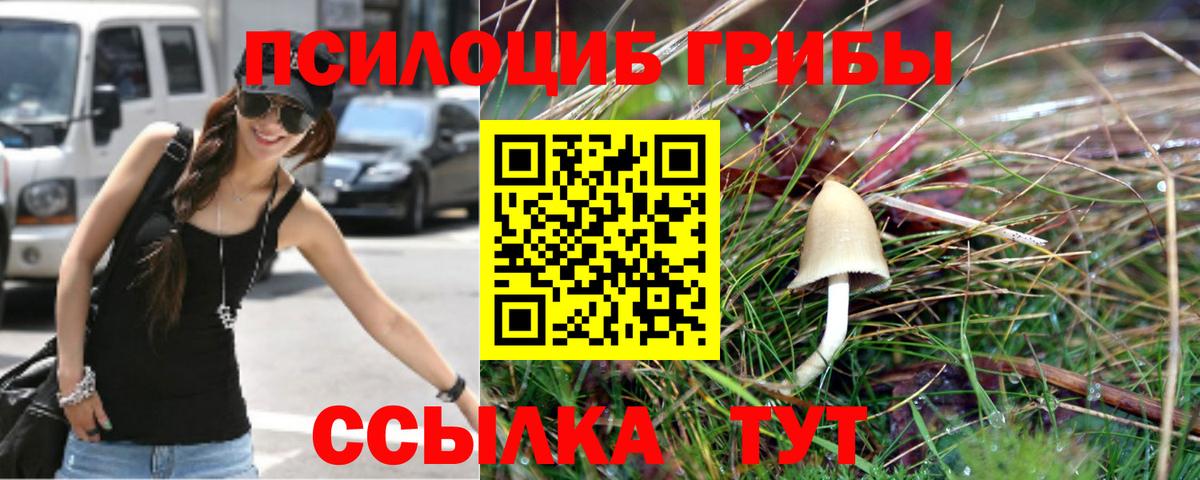 Псилоцибиновые грибы Psilocybe Анжеро-Судженск